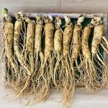 Sâm Tươi Hàn Quốc 10 củ 1kg