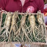 Sâm Tươi Hàn Quốc 5 củ 1kg